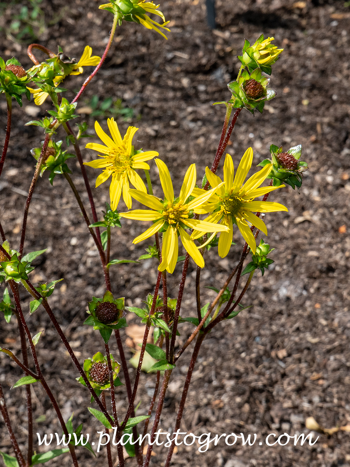 Starry Rosinweed (Silphium asteriscus)